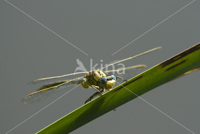 Dragonfly (Gomphus pulchellus)