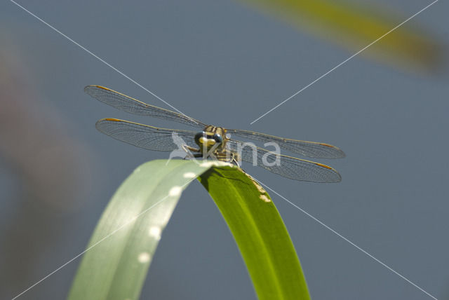 Dragonfly (Gomphus pulchellus)