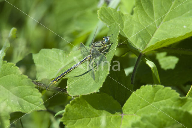 Dragonfly (Gomphus pulchellus)