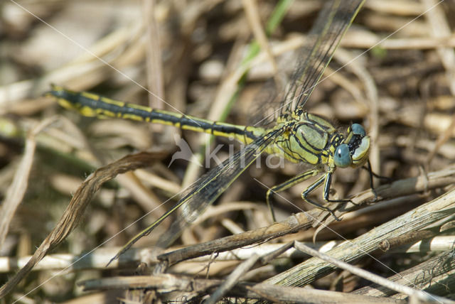 Plasrombout (Gomphus pulchellus)