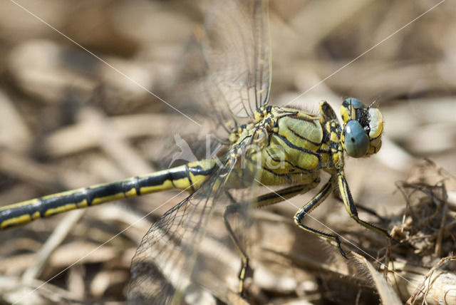 Plasrombout (Gomphus pulchellus)