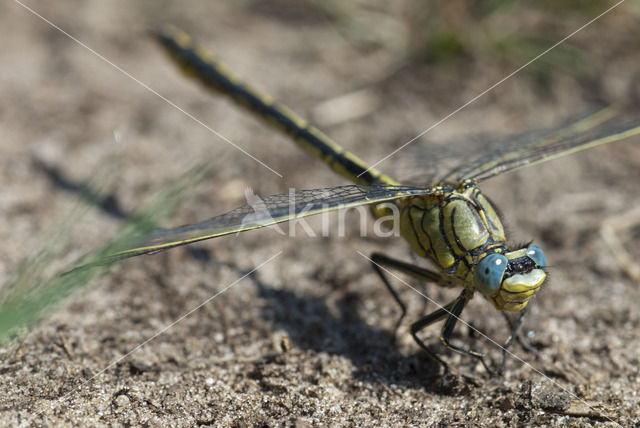 Plasrombout (Gomphus pulchellus)