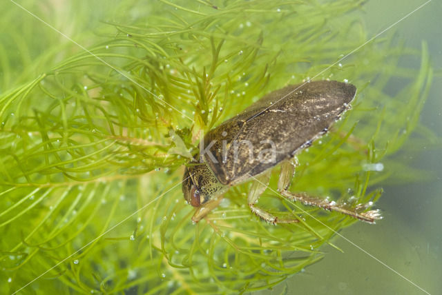 Waterbug (Ilyocoris cimicoides)