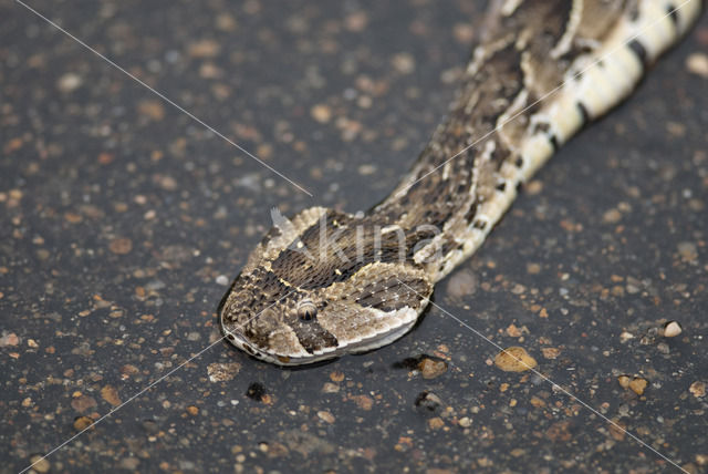 Pofadder (Bitis arietans)