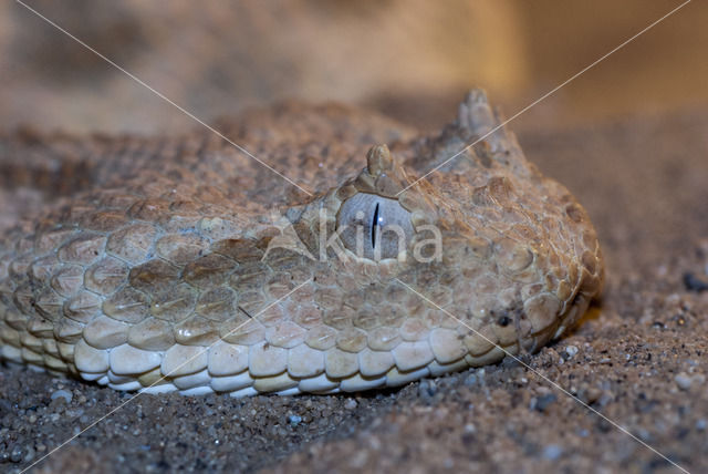 Pofadder (Bitis arietans)