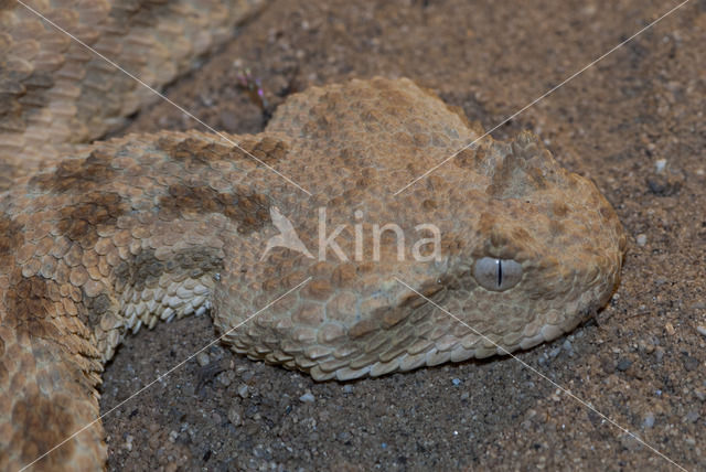 African puff-adder (Bitis arietans)