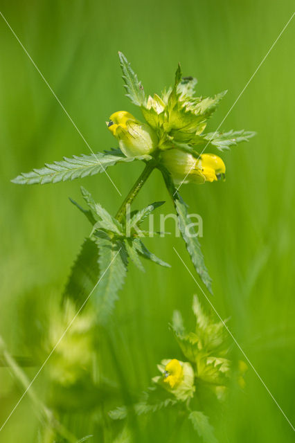 Yellow-rattle (Rhinanthus spec.)