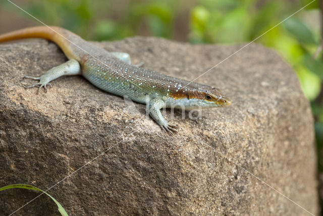 Regenboog skink (Trachylepis margaritifera)