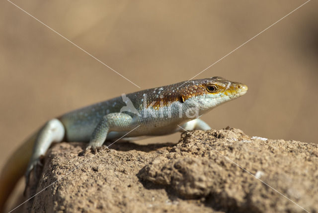 Rainbow skink (Trachylepis margaritifera)