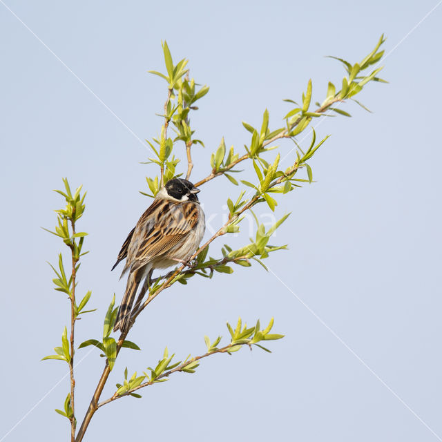 Reed Bunting (Emberiza schoeniclus)