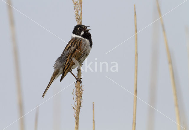 Reed Bunting (Emberiza schoeniclus)