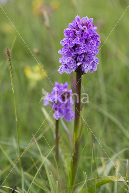 Southern Marsh-orchid (Dactylorhiza praetermissa)