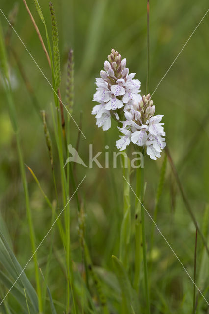 Southern Marsh-orchid (Dactylorhiza praetermissa)