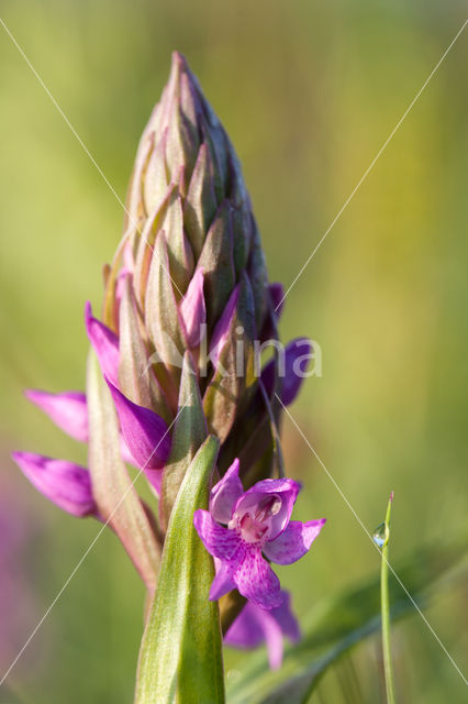 Rietorchis (Dactylorhiza majalis subsp. praetermissa)