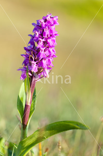 Southern Marsh-orchid (Dactylorhiza majalis subsp. praetermissa)