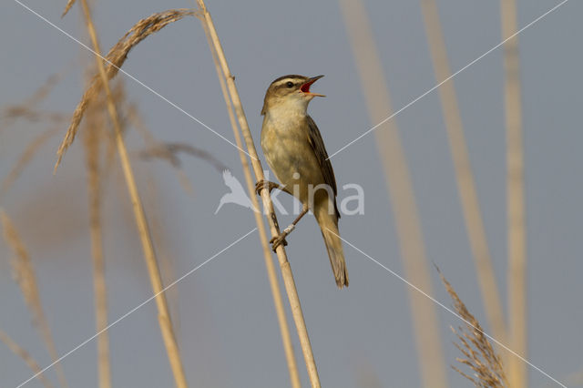 Sedge Warbler (Acrocephalus schoenobaenus)