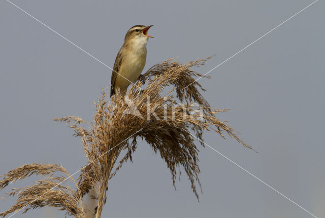 Rietzanger (Acrocephalus schoenobaenus)