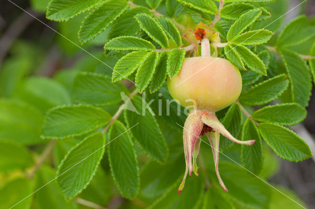 Rimpelroos (Rosa rugosa)