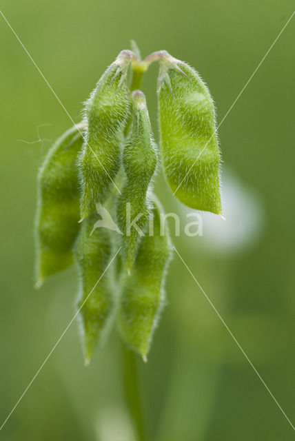 Hairy Tare (Vicia hirsuta)