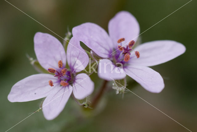 Robertskruid (Geranium robertianum)