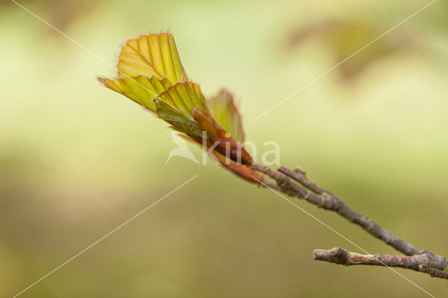 Rode beuk (Fagus purpurea)