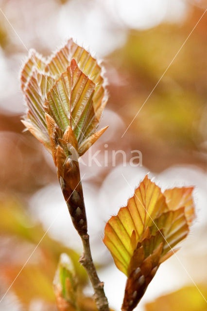 Rode beuk (Fagus purpurea)