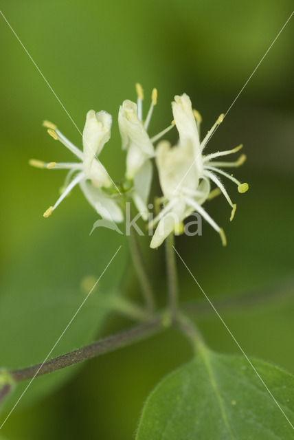 Rode kamperfoelie (Lonicera xylosteum)