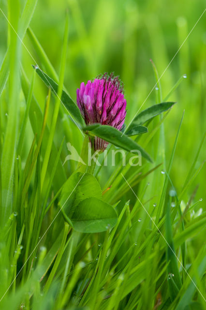 Rode klaver (Trifolium pratense)