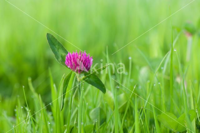 Rode klaver (Trifolium pratense)