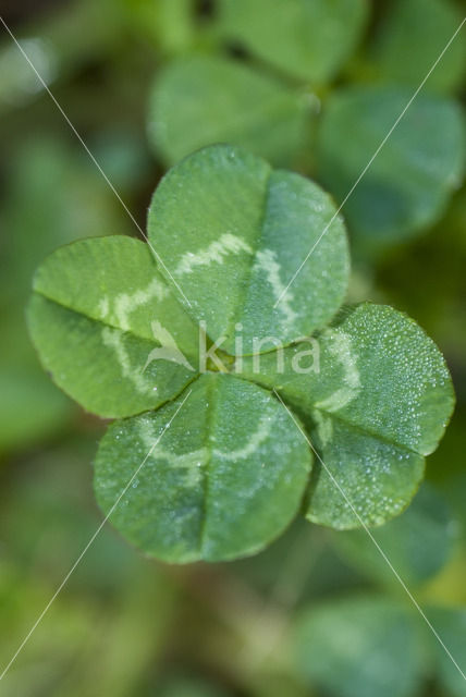 Red Clover (Trifolium pratense)