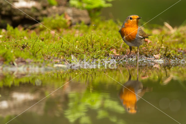 European Robin (Erithacus rubecula)