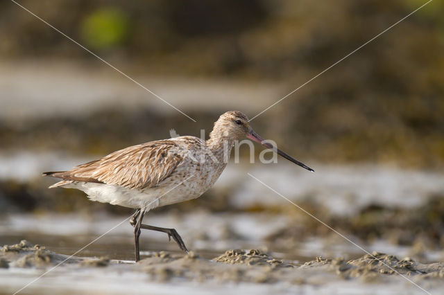 Bar-tailed Godwit (Limosa lapponica)