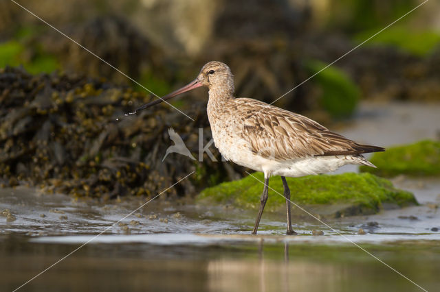 Bar-tailed Godwit (Limosa lapponica)