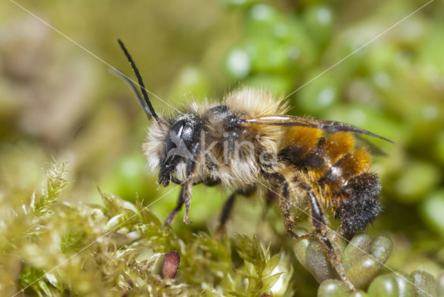 Rosse metselbij (Osmia bicornis)