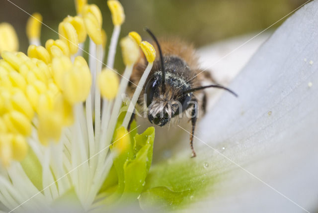 Rosse metselbij (Osmia bicornis)