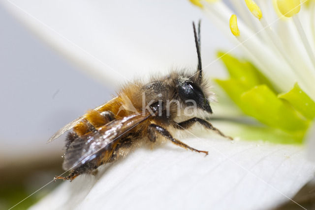 Rosse metselbij (Osmia bicornis)