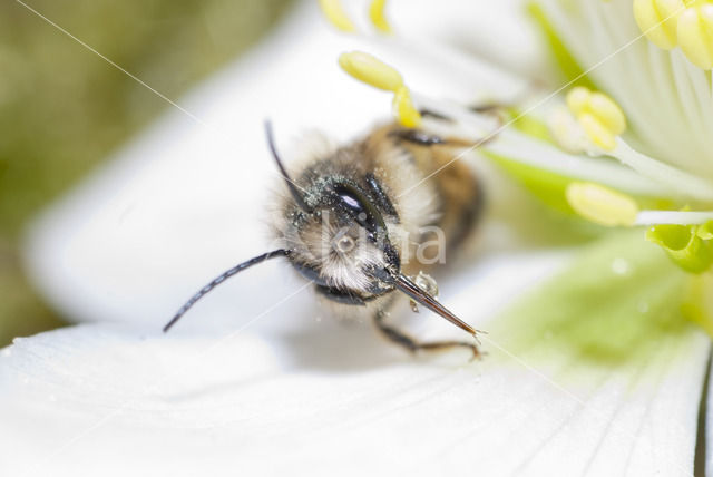 Rosse metselbij (Osmia bicornis)