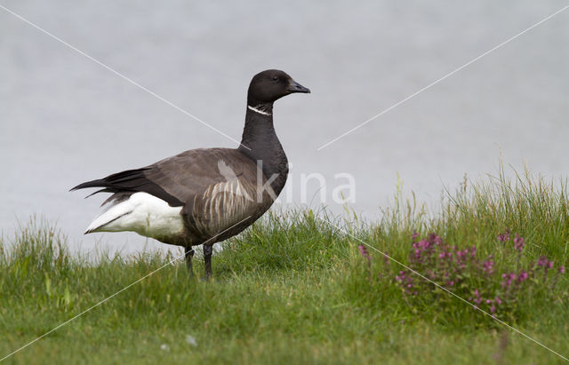 Brent Goose (Branta bernicla)