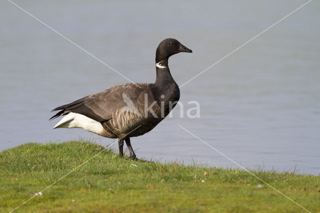 Rotgans (Branta bernicla)