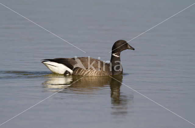 Rotgans (Branta bernicla)