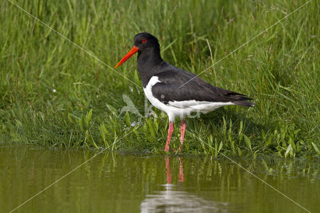 Scholekster (Haematopus ostralegus)