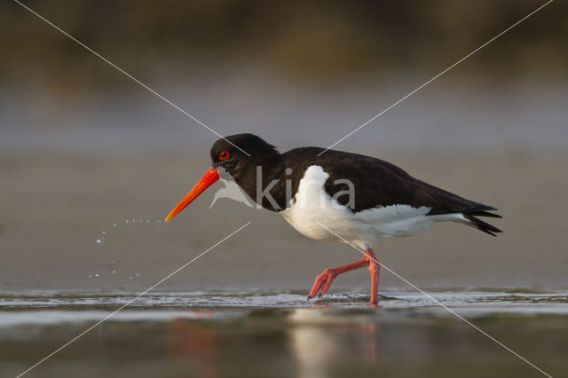 Oystercatcher (Haematopus ostralegus)