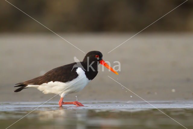 Oystercatcher (Haematopus ostralegus)