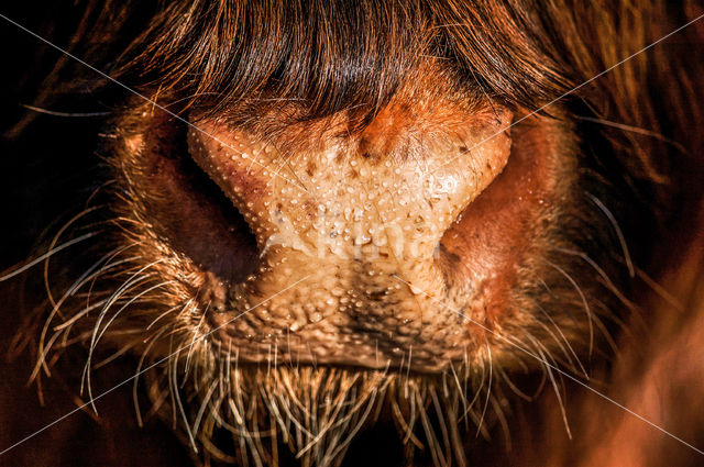 Highland Cow (Bos domesticus)