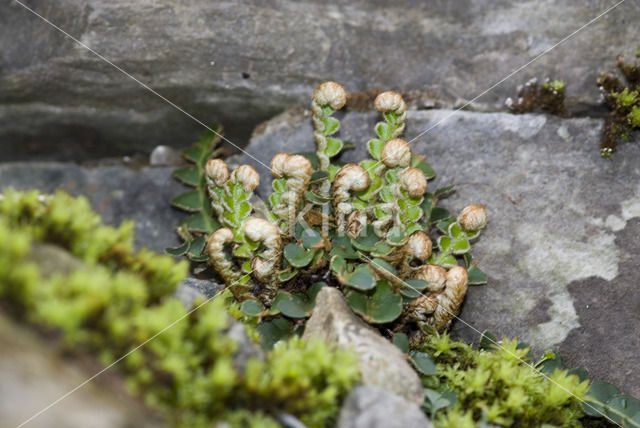 Rusty Back (Ceterach officinarum)