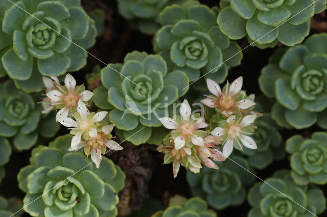 Sedum pachyclados