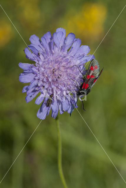 Six-spot Burnet (Zygaena filipendulae)