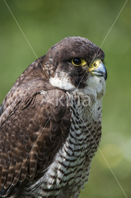 Peregrine Falcon (Falco peregrinus)