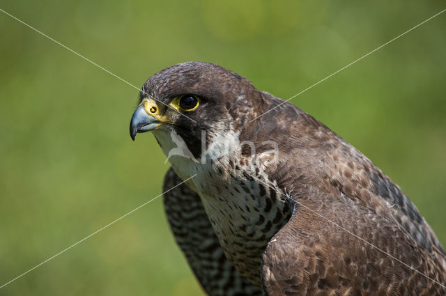 Peregrine Falcon (Falco peregrinus)