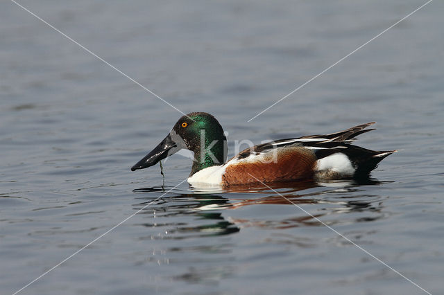 Slobeend (Anas clypeata)